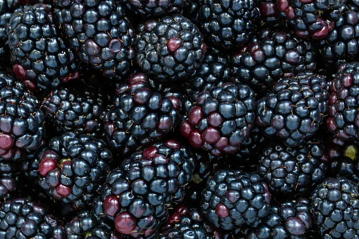 Blackberries - BB Fruto 21