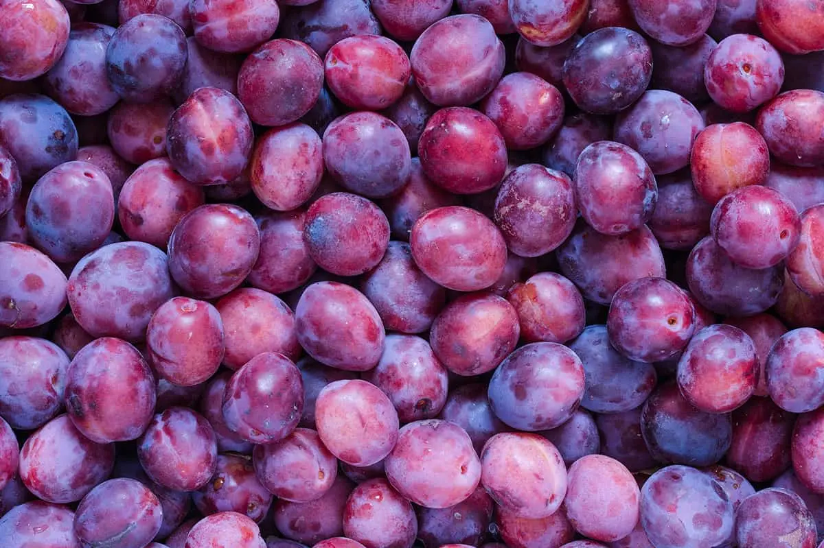 Plums - BB Fruto 21