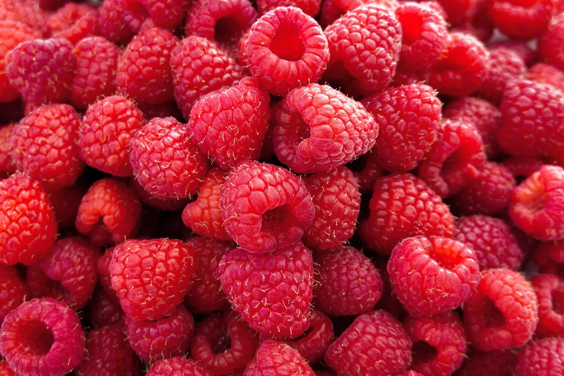 Raspberries - BB Fruto 21