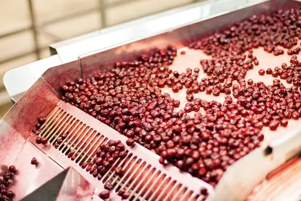 Sour cherry processing